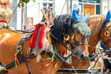Pferdemarkt_Ludwigsburg_2018