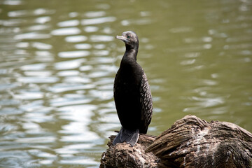 the little black cormorant is a black water bird