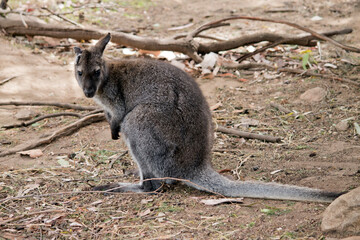Naklejka premium the red necked wallaby has injured its ear