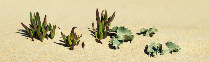 plantas de la costa de Huelva