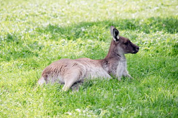 Naklejka na ściany i meble the young western grey kangaroo is resting on the grass