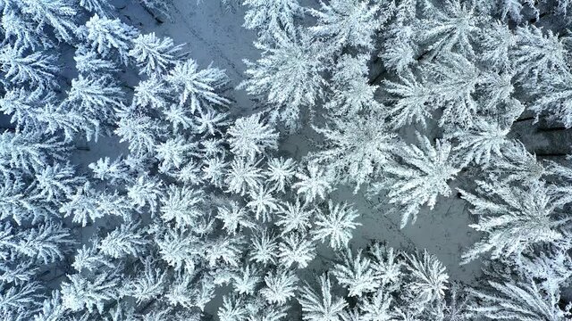 Aerial view, flight over over the snow-covered Taunus with firs, sprucesand conifers, Gro&szlig;er Feldberg, Oberreifenberg, Taunus, Schmitten, Hesse, Germany,