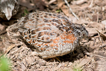 the quail is looking for food