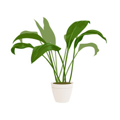 Realistic home or office plant for interior design and decoration. Tropical and exotic plant. Minimalistic style