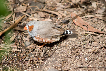 this is a side view of a zebra finch