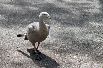 the cape barren goose is walking on the path