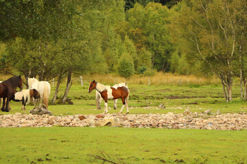 Obraz premium Grazing in the fields in the glen