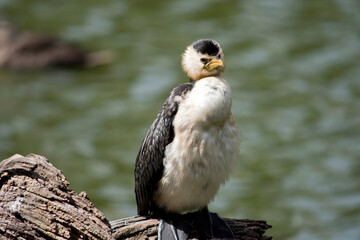 the pied cormorant is perched on a log