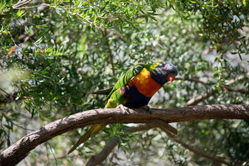 the rainbow lorikeet is in the shade hiding