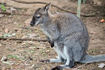 this is a side view of a  red neck wallaby