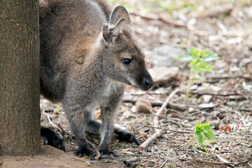 the red necked wallaby is hiding behind a tree stump