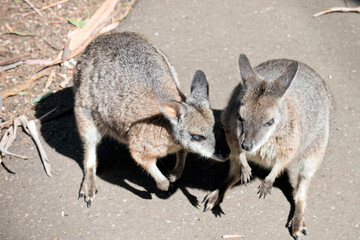 two tammar wallabies are on the path