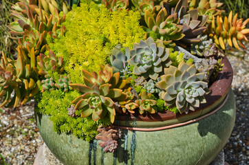 Fototapeta premium Succulent Flower Pot Macro