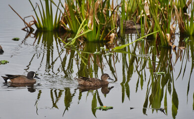 Male and Female Blue-Winged Teal Swimming in Pond near Reeds