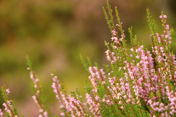 Heather in the glens of Scotland 