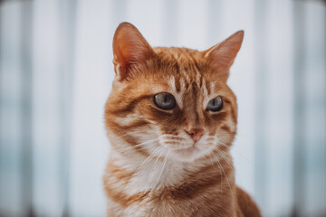 portrait of a cat