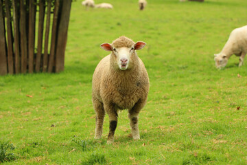 Naklejka premium Sheep in the field of Restormel manor