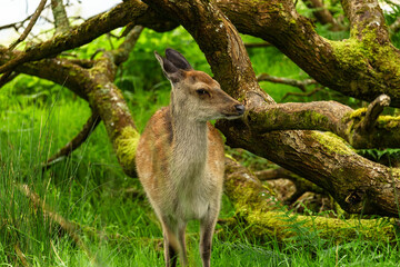 The young wild deer in Killarney National Park, near the town of Killarney, County Kerry, Ireland