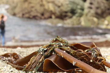 Seaweed washed up on the south Cornwall beach