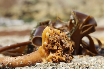 Seaweed washed up on the south Cornwall beach