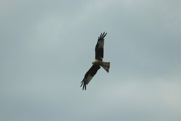 Hawk circling carrion looking for lunch