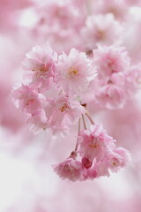 Fototapeta premium しだれ桜