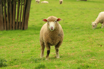 Fototapeta premium Sheep in the field of Restormel manor