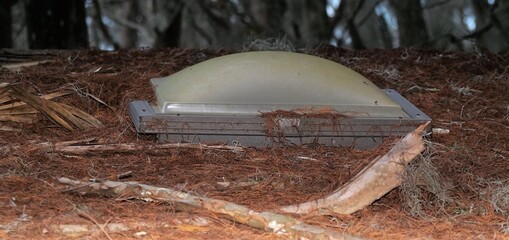 dirty skylight covered with tree moss, leaves and branches