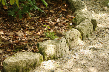 Robin Red Breast scavenging around Trelissick gardens National Trust property