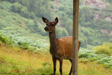 Deer around Eagle Brae in Scotland