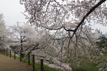 Fototapeta premium 山形県の歴史ある公園の満開の桜