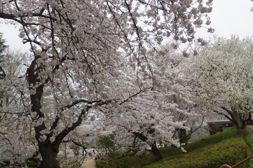 山形県の歴史ある公園の満開の桜
