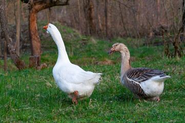 Naklejka na ściany i meble A pair of white and spotted domestic geese graze on the lawn near the garden.