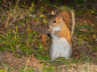 Cute Squirrel eating something while standing up