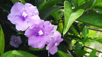 Flores de tibouchina (siete cueros)