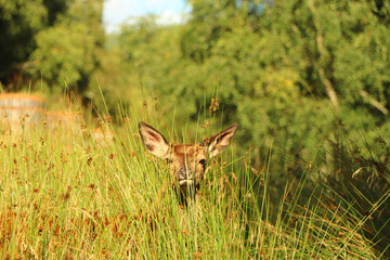 Deer around Eagle Brae in Scotland