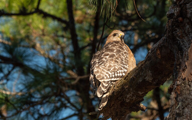 Florida falcon portrait whiole sitting on a large tree brach