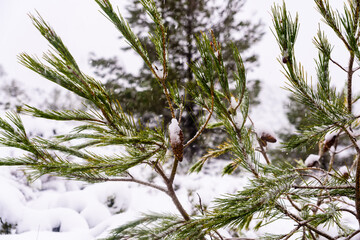 Mediterranean plants covered by an unexpected snowfall.