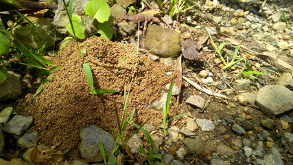 Hormiguero en campo abierto