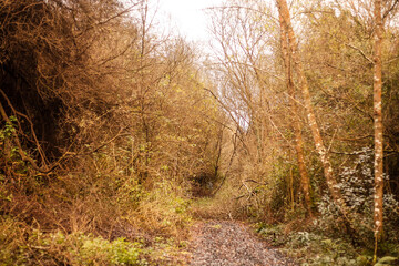 Obraz premium Old train route with ballast without tracks invaded by trees