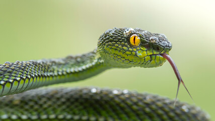 Green Viper Snake
