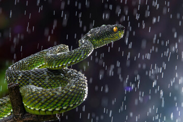 Green Viper Snake