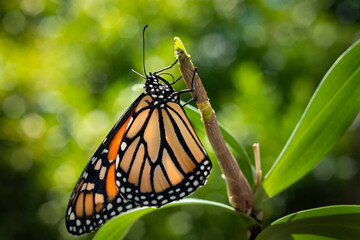 Monarch butterfly (danaus plexippus) just emerging from the chrysalis cocoon © Janice
