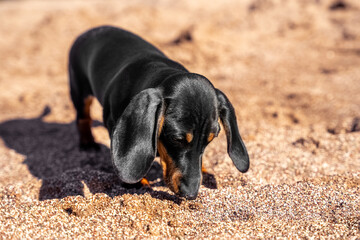 Cute curious dachshund puppy explores beach and sniffs ground in search of food or something interesting, front view. Nose of dog is smeared with sand.