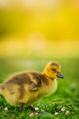 Portrait of little yellow goslings (baby goose) swimming, walking, sitting, and eating on the green grass and flowers by the water