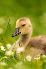 Portrait of little yellow goslings (baby goose) swimming, walking, sitting, and eating on the green grass and flowers by the water