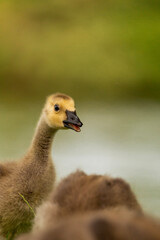 Portrait of little yellow goslings (baby goose) swimming, walking, sitting, and eating on the green grass and flowers by the water