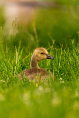Portrait of little yellow goslings (baby goose) swimming, walking, sitting, and eating on the green grass and flowers by the water