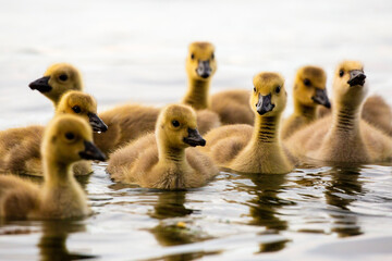 Portrait of little yellow goslings (baby goose) swimming, walking, sitting, and eating on the green grass and flowers by the water