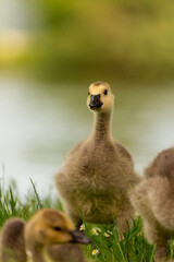 Fototapeta premium Portrait of little yellow goslings (baby goose) swimming, walking, sitting, and eating on the green grass and flowers by the water